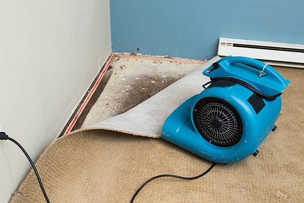 Best Professional water damage repair  in Becker, MN